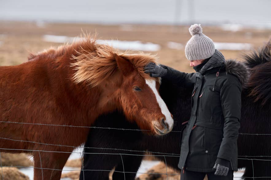 Traveler petting Icelandic horse in Iceland.