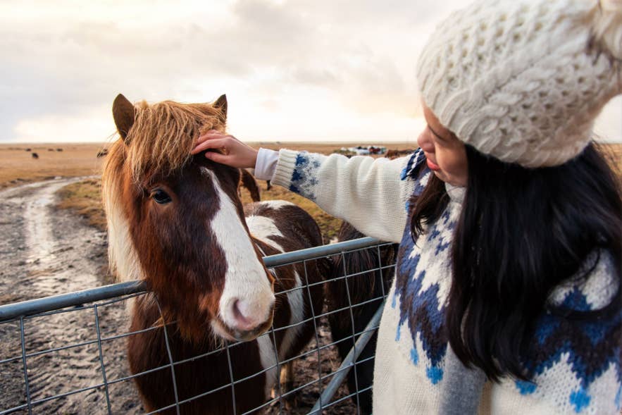 Woman petting Icelandic horse in countryside farm in Iceland.