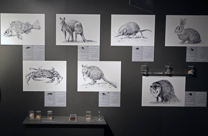 Wall display at the Icelandic Phallological Museum featuring detailed illustrations of various mammals, including rabbits, rodents, and a crab, alongside small jarred specimens. Wall display at the Icelandic Phallological Museum featuring detailed illustrations of various mammals, including rabbits, rodents, and a crab, alongside small jarred specimens.