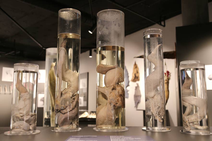 Five tall glass jars at the Icelandic Phallological Museum containing preserved whale phalluses of various sizes, displayed side by side under warm lighting. Five tall glass jars at the Icelandic Phallological Museum containing preserved whale phalluses of various sizes, displayed side by side under warm lighting.
