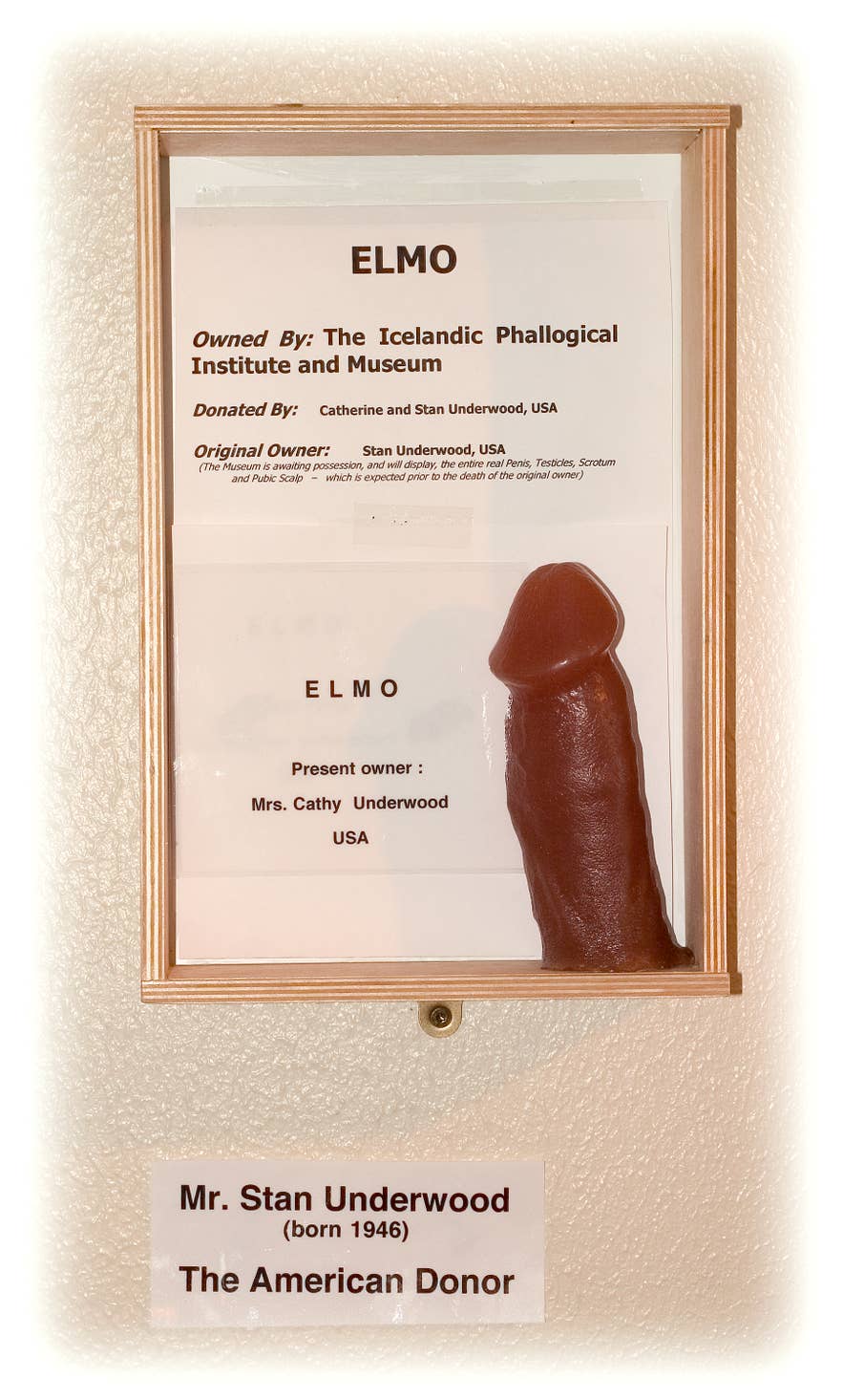 Framed display at the Icelandic Phallological Museum showing a donor certificate and a flesh-colored cast named Elmo, part of the museum's human specimen collection. Framed display at the Icelandic Phallological Museum showing a donor certificate and a flesh-colored cast named Elmo, part of the museum's human specimen collection.