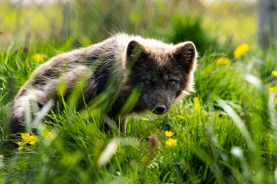 6-Day Summer South Coast, Golden Circle, and Westfjords Small-Group Tour from Reykjavik