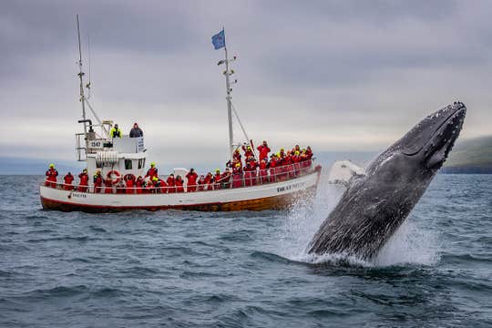 9-Day Small Group Ring Road & Westfjords Tour with Glacier Hike & Whale Watching from Reykjavik