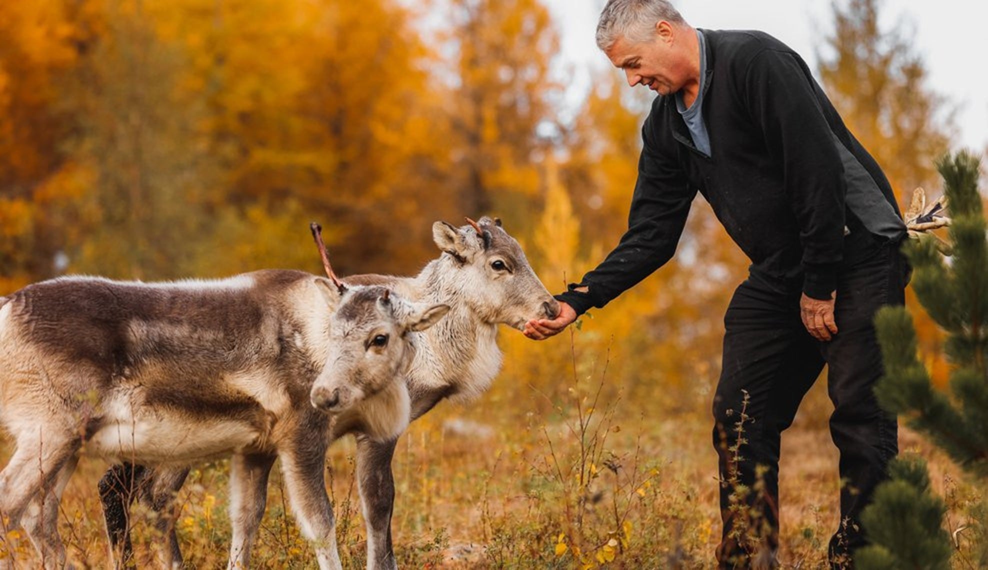 A visitor feeding a reindeer during a wildlife encounter in East Iceland.
