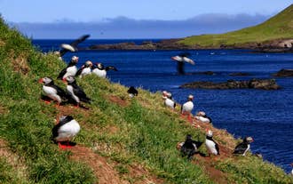Puffins gathering on coastal cliffs in Borgarfjordur Eystri, one of Iceland’s best birdwatching destinations.