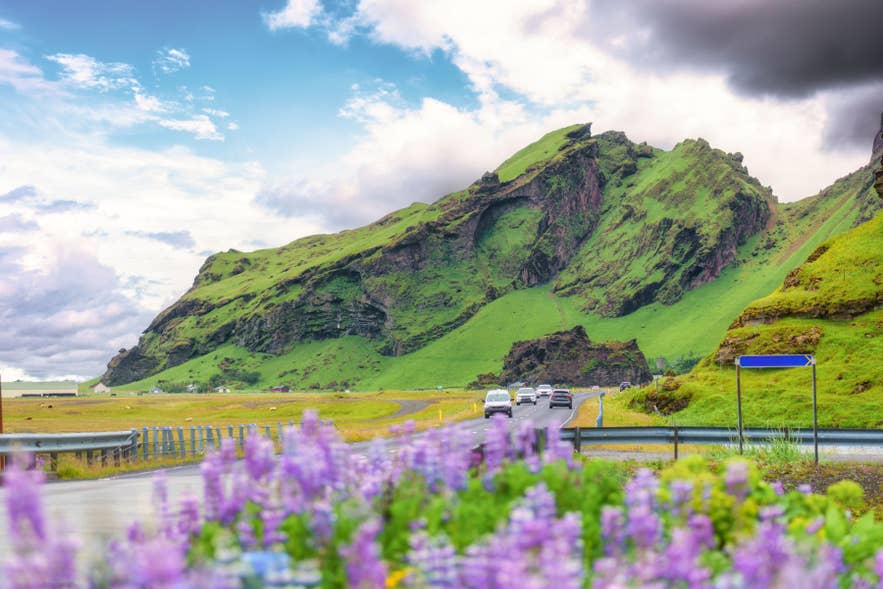 Cars driving past green mountains and lupine flowers in Iceland