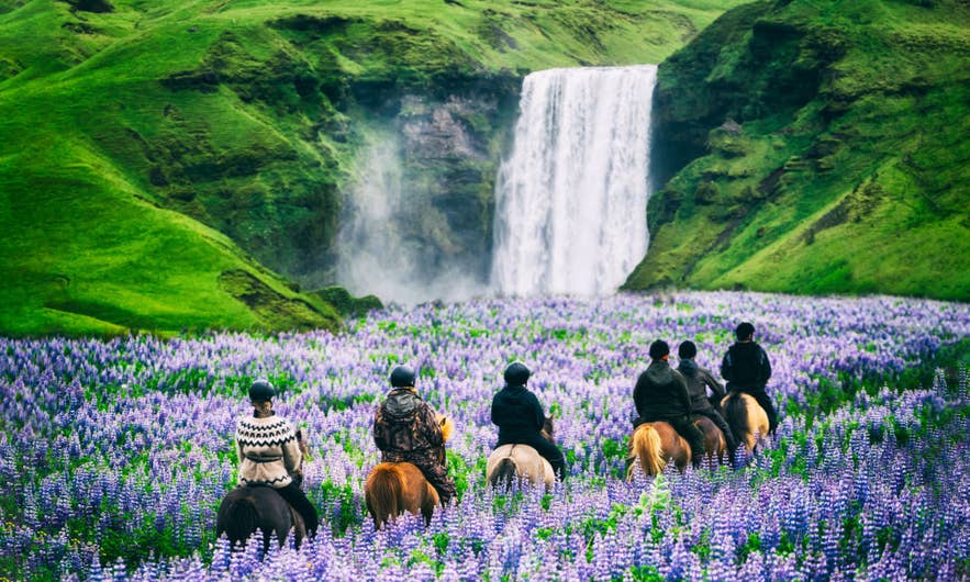 Horseback riding through Iceland’s summer lupine fields near waterfall