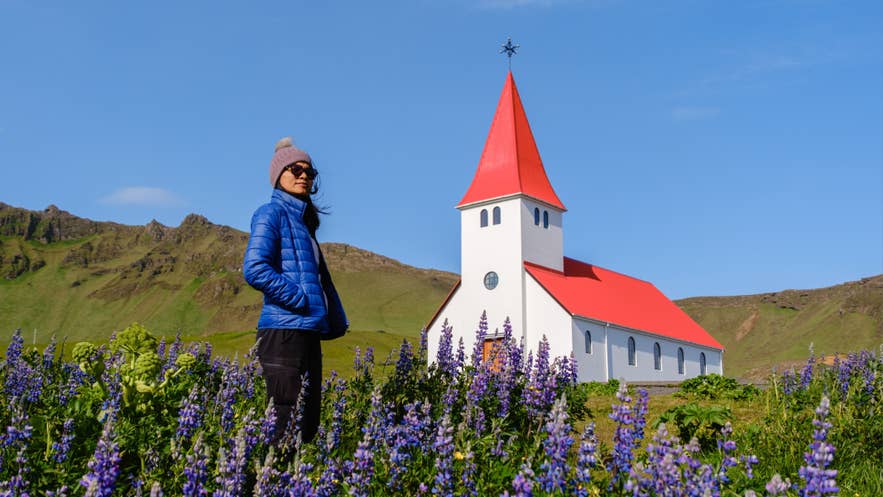Traveler near Vik i Myrdal Church and lupine flowers in Iceland summer