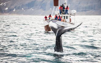 The tail of a huge whale splashes out of the water next to a boat full of people.