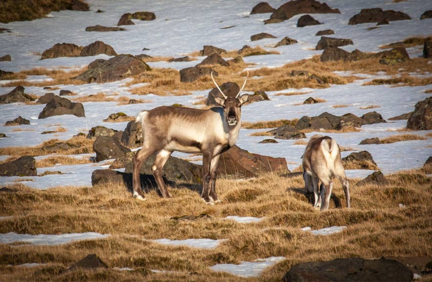Wild reindeer in Iceland grazing in snowy East Iceland highlands during winter migration season