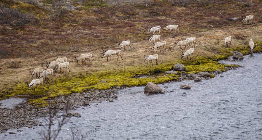 Reindeer in Iceland: Where and When To See Them