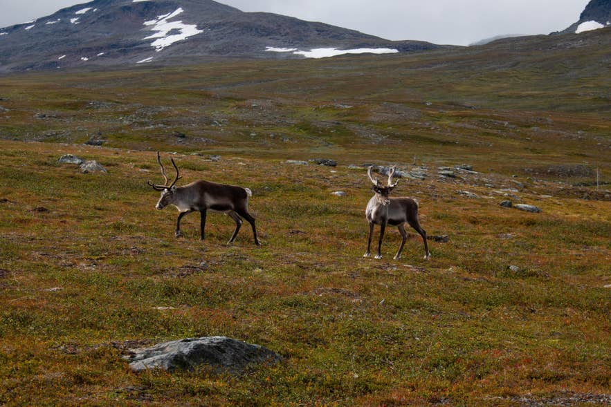 Wild reindeer in Iceland roaming the remote East Iceland highlands beneath rugged mountain landscapes