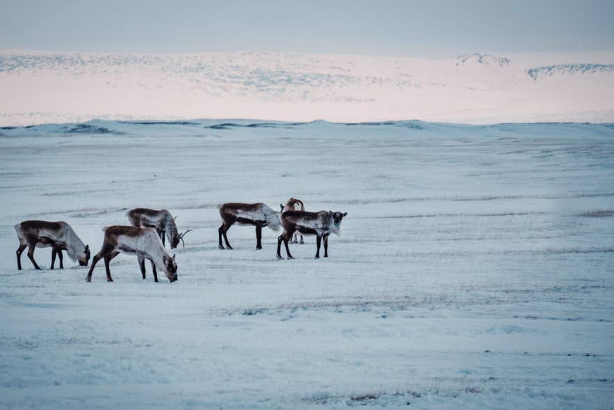 Reindeer in Iceland in winter grazing across snowy plains in the remote East Iceland wilderness