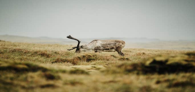 Reindeer in Iceland: Where and When To See Them