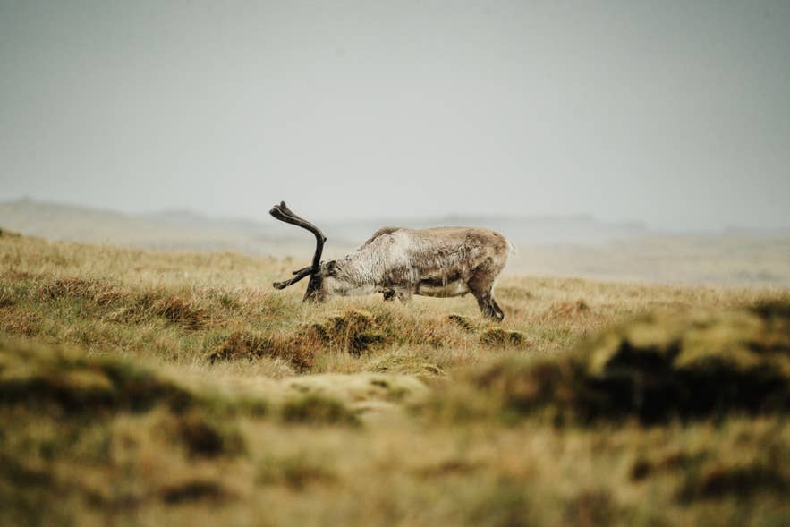 Icelandic reindeer grazing across rugged East Iceland grasslands