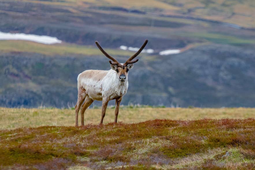 Wild reindeer on autumn moorland in East Iceland, a region covered only by the study's frost and warm-day counts.