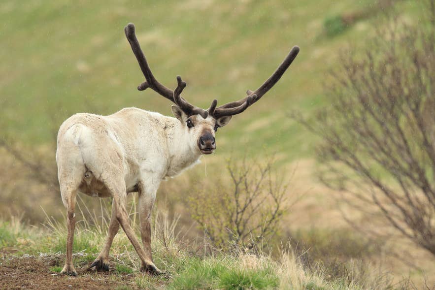 Icelandic reindeer with large antlers roaming grassy hillsides in the wild landscapes of East Iceland