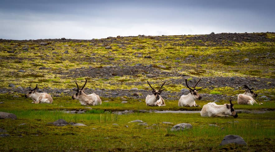 Icelandic reindeer resting in mossy East Iceland highlands surrounded by rugged volcanic landscapes