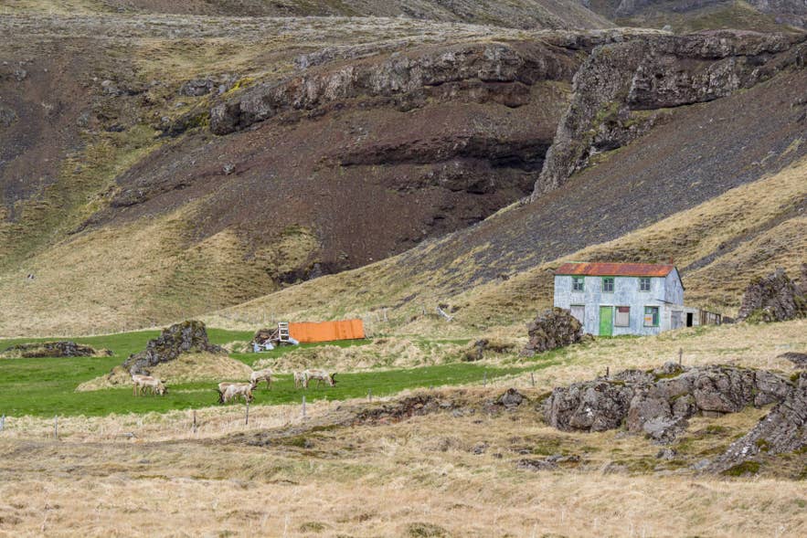 Reindeer in Iceland grazing near a remote farmhouse surrounded by rugged East Iceland mountain landscapes
