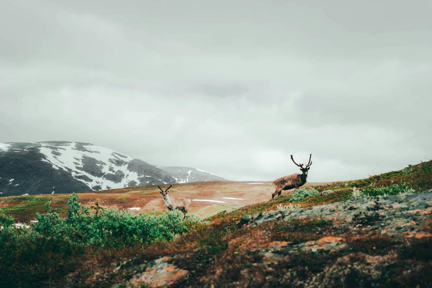 Icelandic reindeer roaming colorful mountain tundra in the remote wilderness of Iceland
