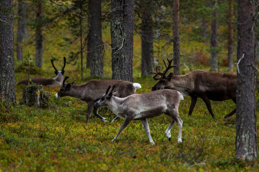 Icelandic reindeer walking through a forest in East Iceland during seasonal migration across the wilderness