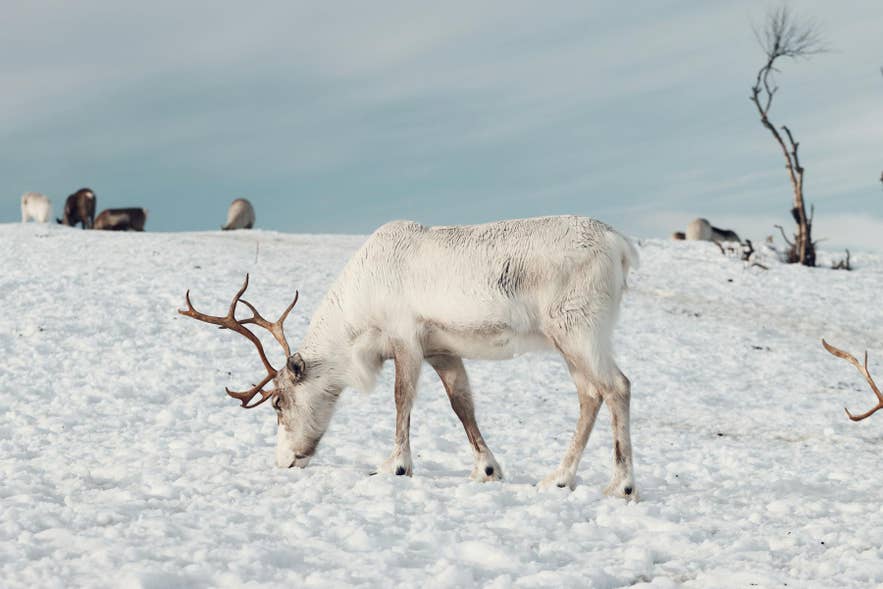 Icelandic reindeer in winter grazing across snowy East Iceland landscapes beneath a cold Arctic sky