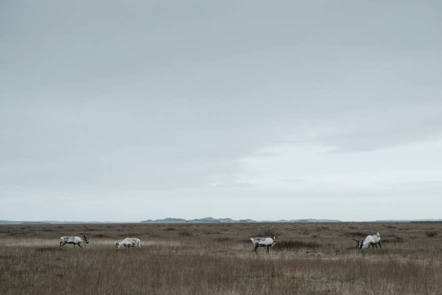 Icelandic reindeer in the open grasslands in the remote wilderness of East Iceland under cloudy skies