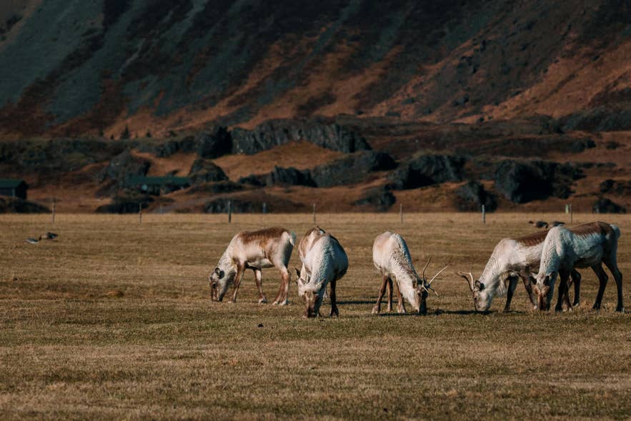 Icelandic reindeer grazing in open fields surrounded by rugged mountain scenery in East Iceland
