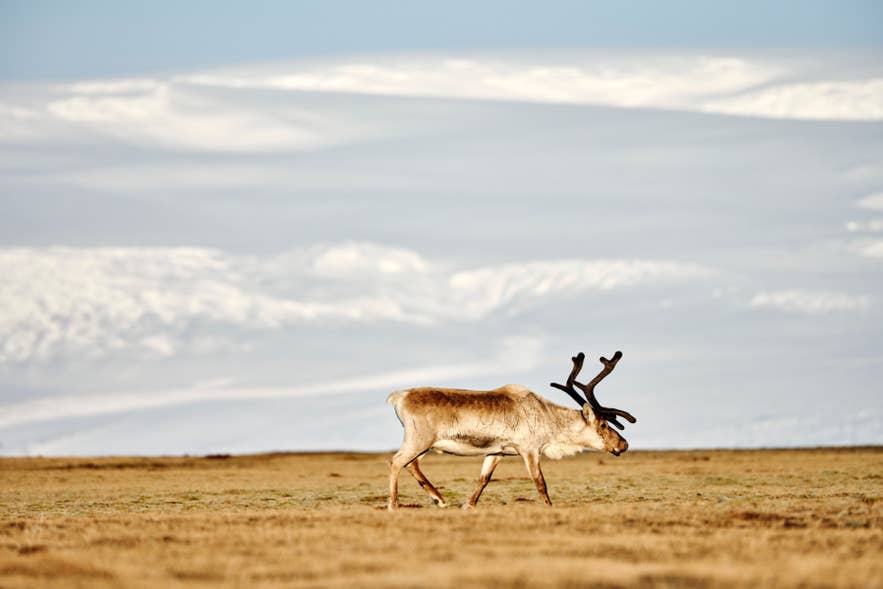 Icelandic reindeer walking across open plains in East Iceland with snowy mountains in the background
