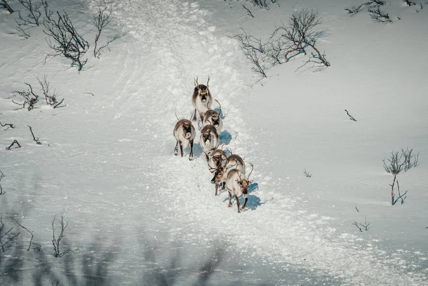 Icelandic reindeer herd crossing snowy wilderness trails in the remote highlands of East Iceland