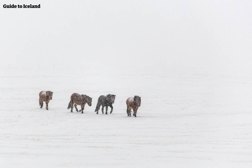 暴風雪中的冰島馬