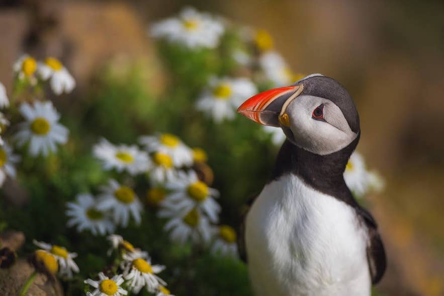 Atlantic puffin standing among wildflowers on a coastal cliff in Iceland during summer.