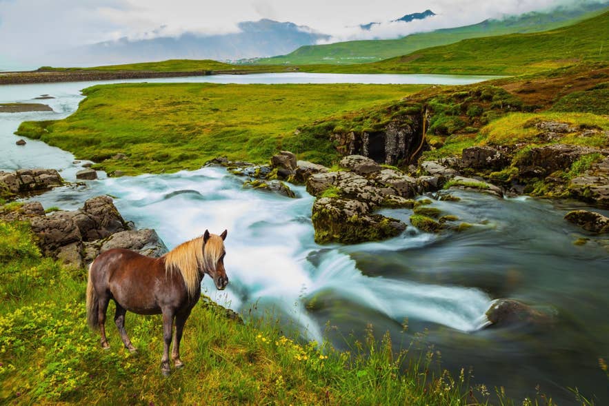 An Icelandic horse standing by a fast-flowing river in a lush green valley, with mountains and low clouds in the background.