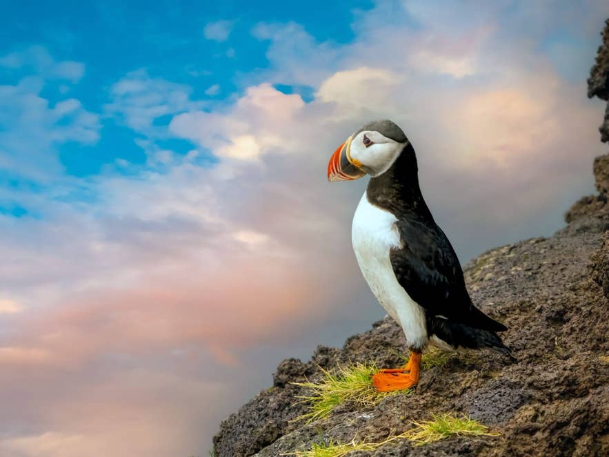 Atlantic puffin standing on a rocky coastal cliff in Iceland beneath colorful clouds and blue skies.
