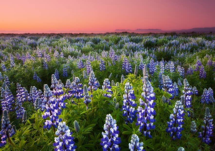 Nootka lupine in bloom across an Icelandic landscape at sunset, with mountains in the background.