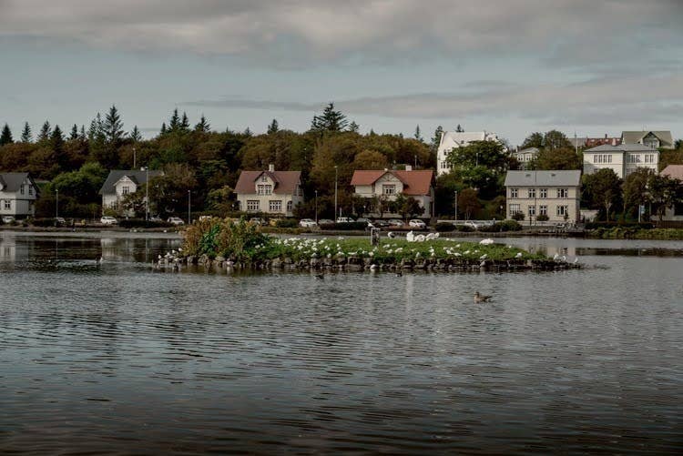 Birds rest on a small island in the still waters of Tjornin Pond, with colorful houses and leafy trees in the background.