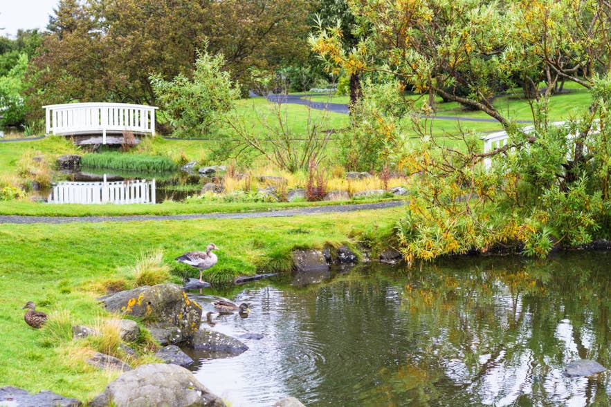 Pond and footbridge in Laugardalur valley, Reykjavik, near Asmundarsafn.