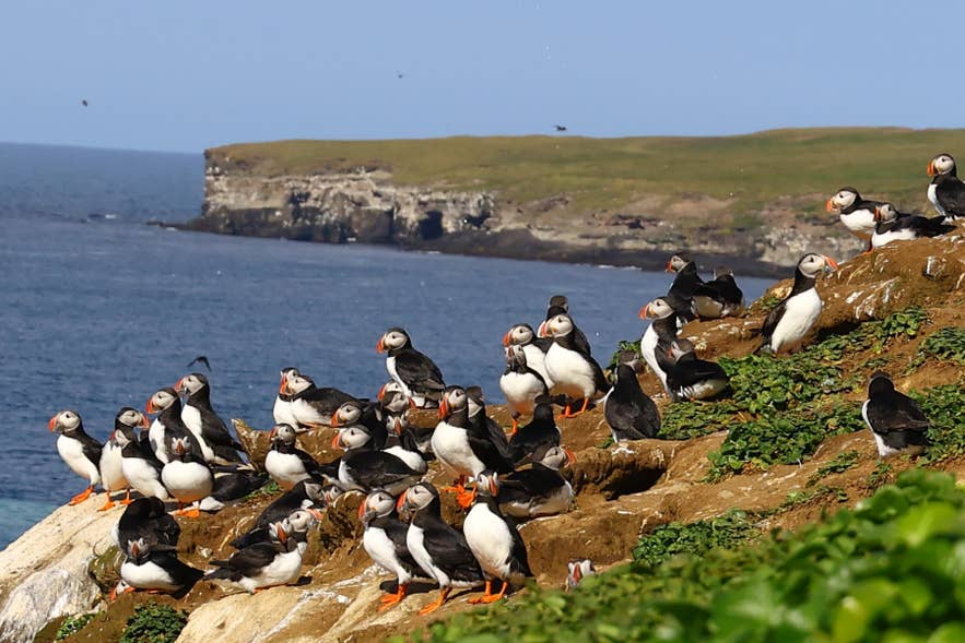 Puffins gathered on coastal cliffs on Grimsey Island in North Iceland.