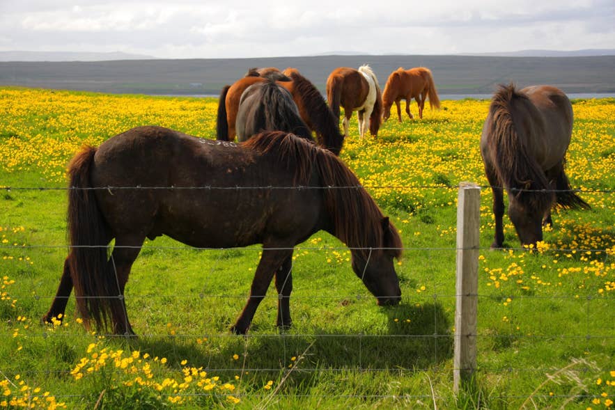 Icelandic horses grazing in Skagaströnd on the Skagi Peninsula, lush meadow with wildflowers under cloudy sky.
