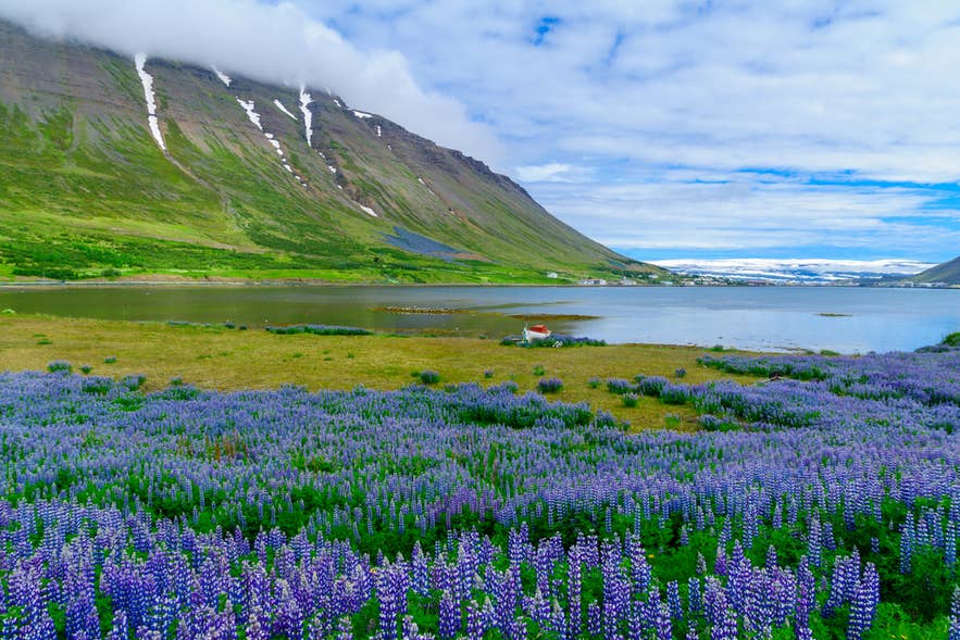 Purple lupine flowers blooming across the Westfjords during summer.