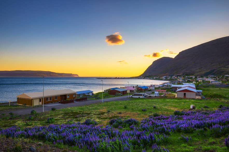 Colorful wildflowers overlooking Patreksfjordur village during summer in the Westfjords.