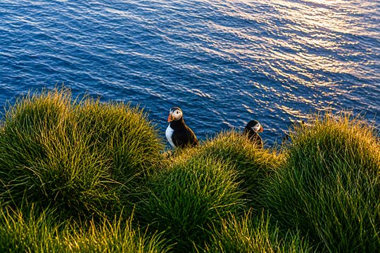 3-Day Small-Group Westfjords Tour with Dynjandi & Latrabjarg Cliffs from Reykjavik