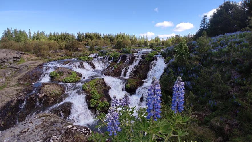 Bruarfoss waterfall cascades over rocky ledges surrounded by blooming purple lupines and lush greenery in southwest Iceland.
