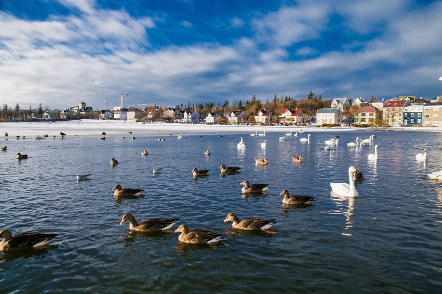 Birds on a thermal Tjornin lake in the center of city Reykjavik. Iceland.
