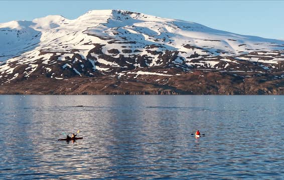 Arskogssandur Sea Kayaking Tour in North Iceland with Coastline and Wildlife Watching