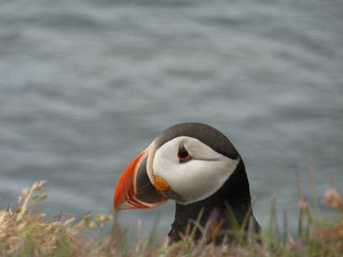 Private Puffin Watching Tour from Seydisfjordur Port to Borgarfjordur Eystri