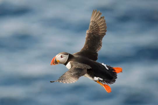 Private Puffin Watching Tour from Seydisfjordur Port to Borgarfjordur Eystri
