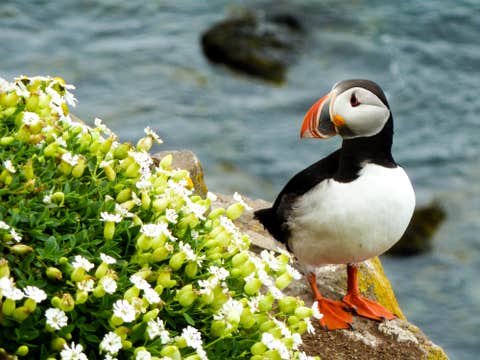 Whale Watching and Puffin Boat Tour in Hauganes with Transfer from Akureyri