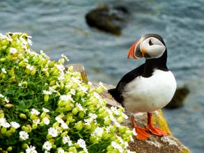 Whale Watching and Puffin Boat Tour in Hauganes with Transfer from Akureyri