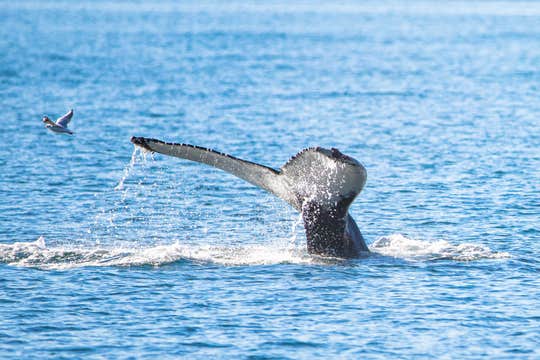 Whale Watching and Puffin Boat Tour in Hauganes with Transfer from Akureyri